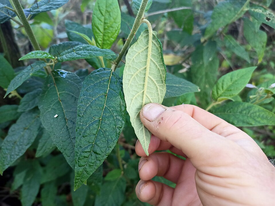 Solanum stelligerum (devil's needles) (alternate view 9)