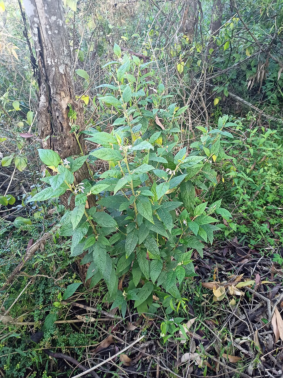 Solanum stelligerum (devil's needles) (alternate view 10)