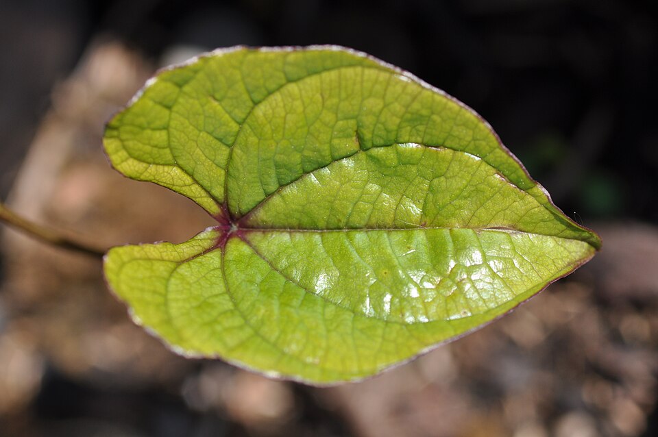 Dioscorea polystachya (Chinese yam) (alternate view 5)
