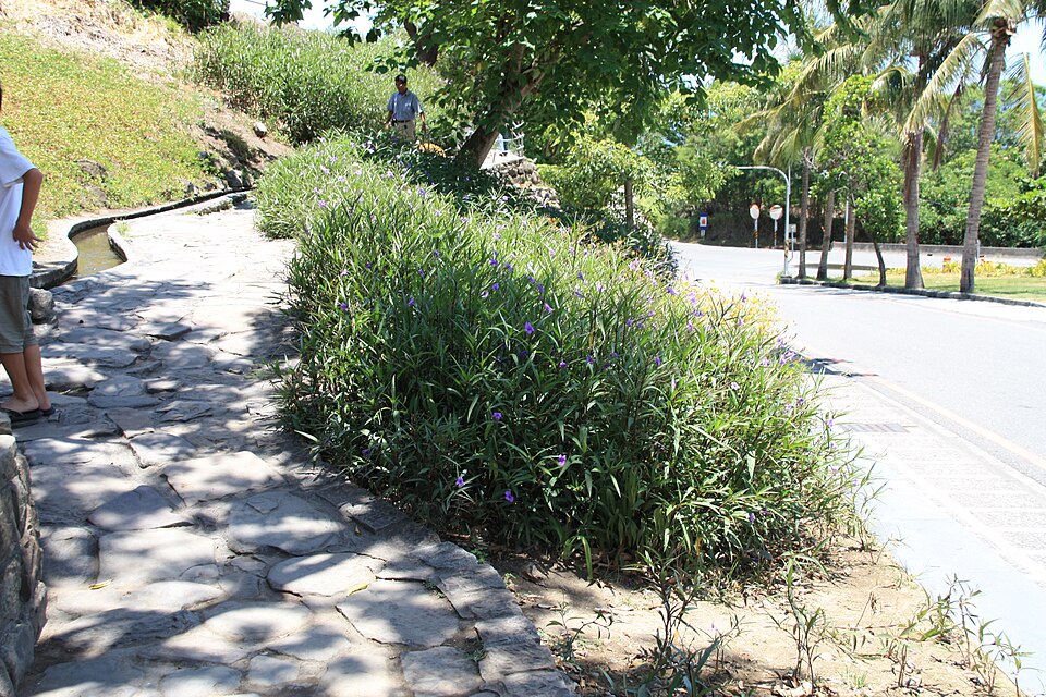 Ruellia simplex (Mexican Petunia) (alternate view 7)