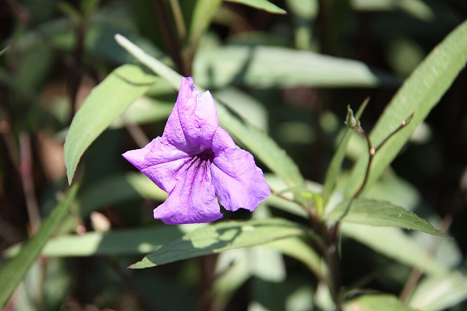 Ruellia simplex (Mexican Petunia) (alternate view 8)