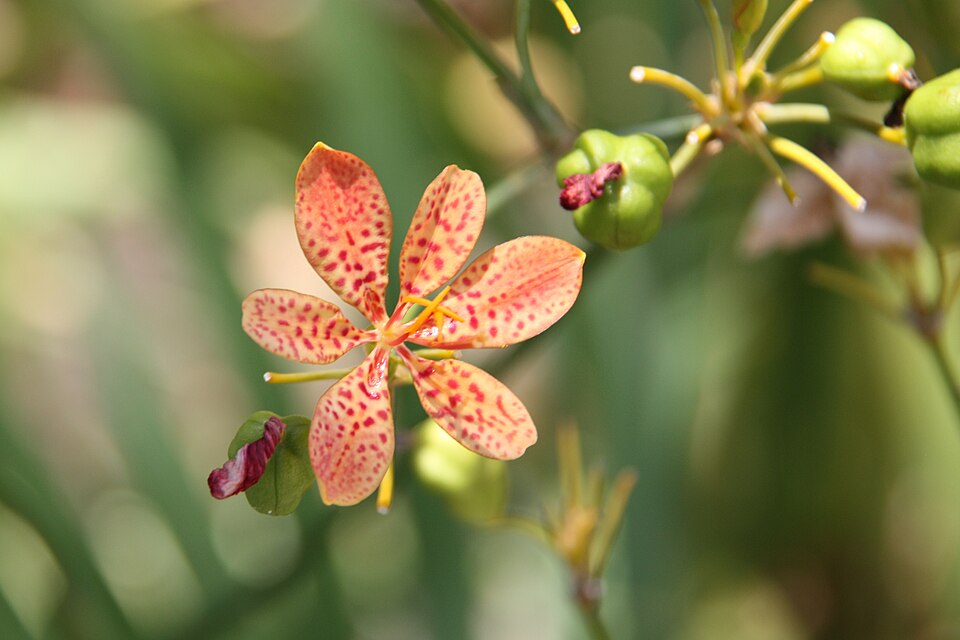 Iris domestica (Blackberry Lily) (alternate view 6)