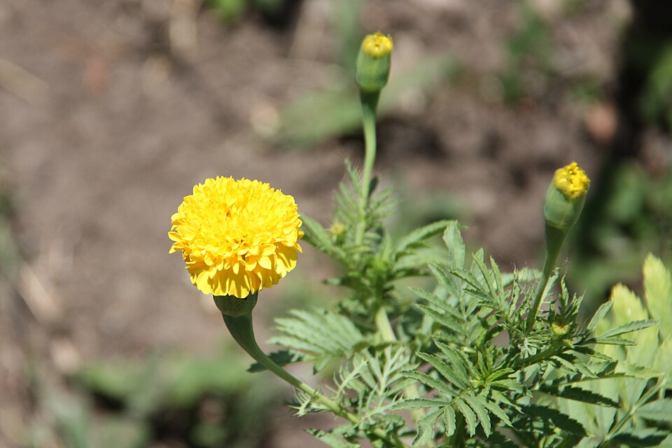 Tagetes erecta (Mexican Marigold) (alternate view 6)