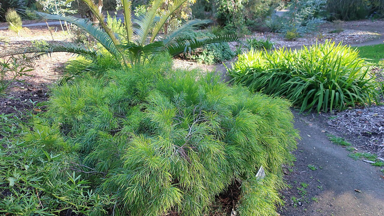 Acacia cognata, River wattle — spreading evergreen (Fabaceae) (image 3 of 8)