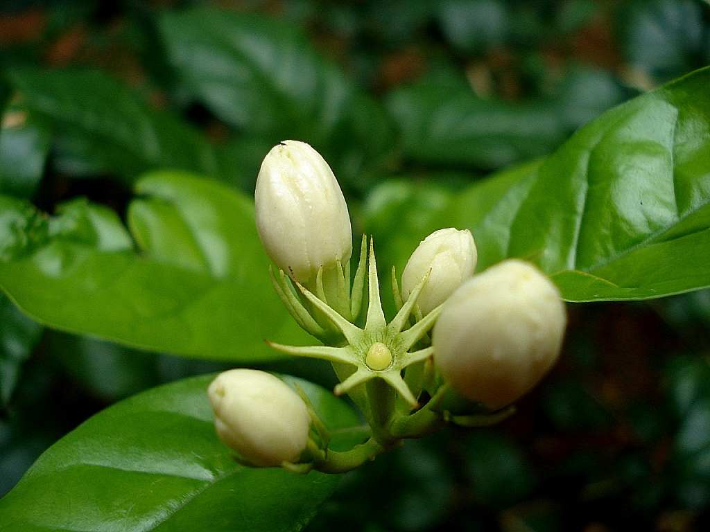 Jasminum sambac, Arabian jasmine — spreading evergreen (Oleaceae) (image 3 of 8)