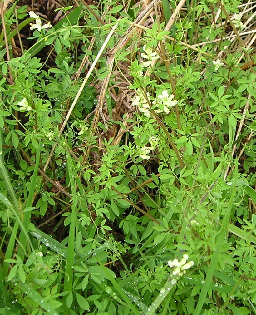 Ceratocapnos claviculata (Climbing Corydalis)