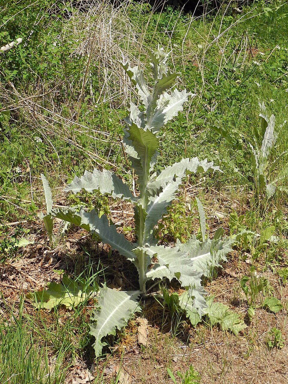 Carlina (Carline Thistles) (alternate view 3)