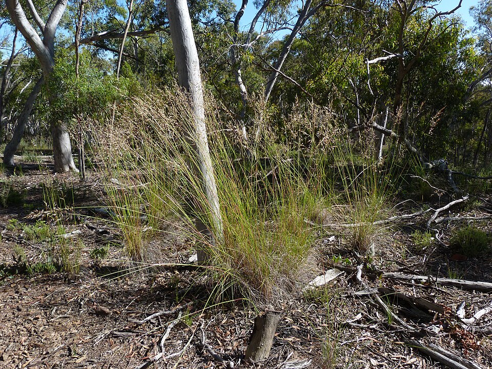 Rytidosperma pallidum (red-anther wallaby grass) (alternate view 7)