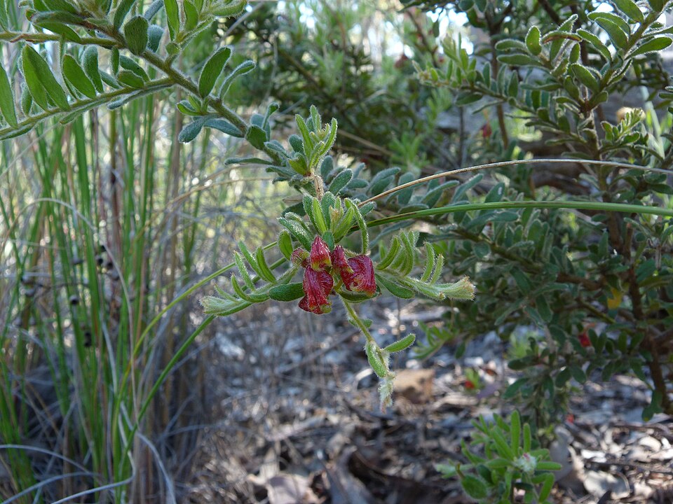 Grevillea alpina (Mountain Grevillea) (alternate view 8)