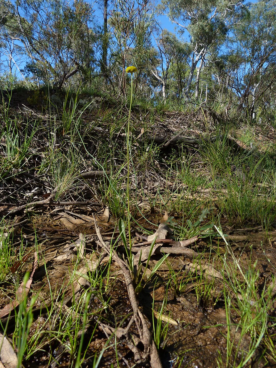 Craspedia variabilis (Common Billy buttons) (alternate view 6)