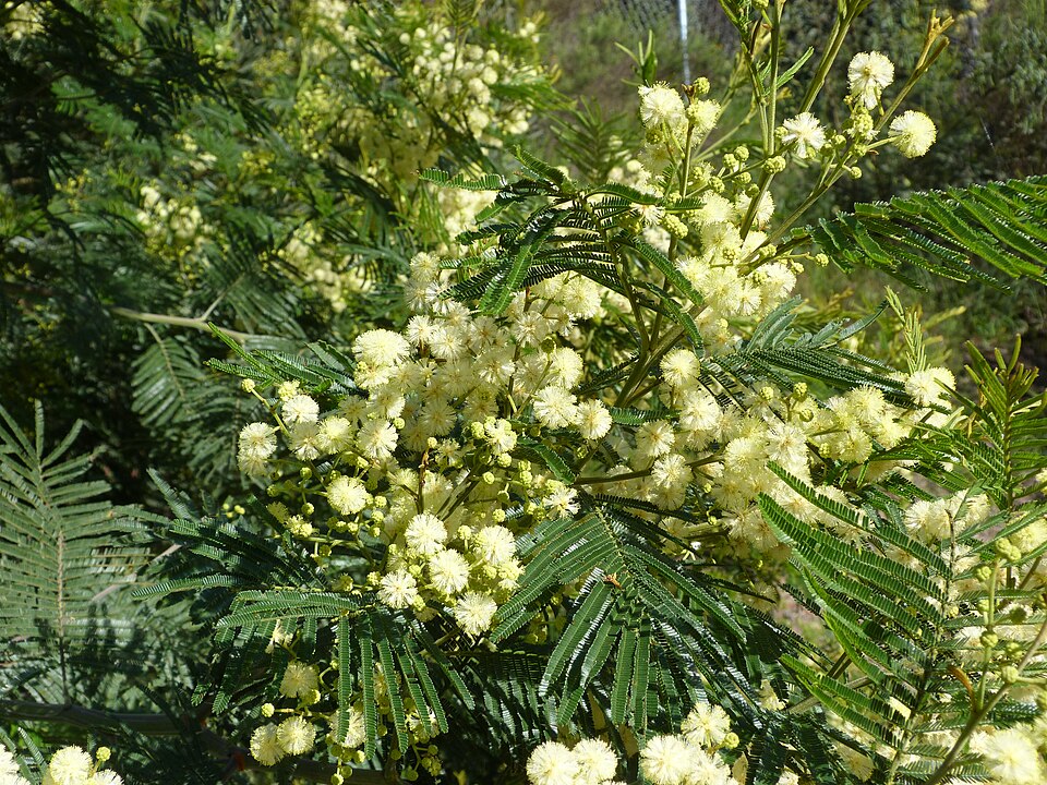 Acacia decurrens (Sydney green wattle)