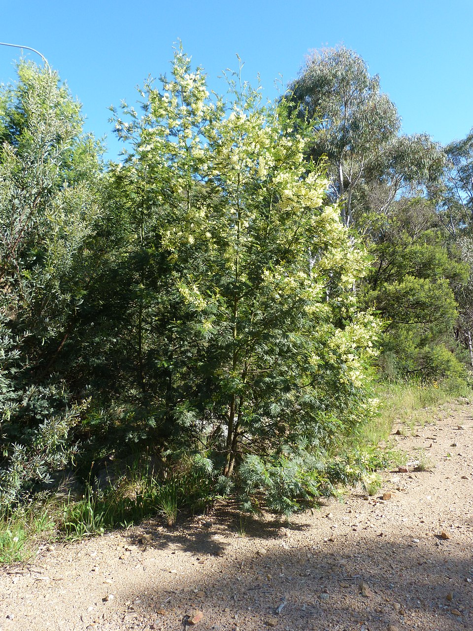Acacia decurrens (Sydney green wattle) (alternate view 2)