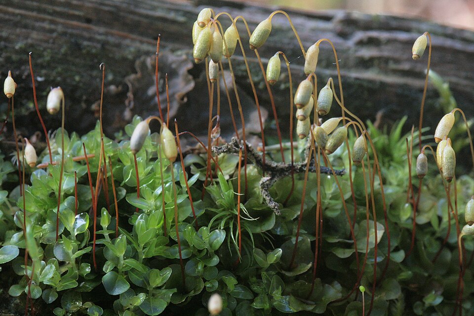 Rhizomnium punctatum (Dotted Thyme-moss)