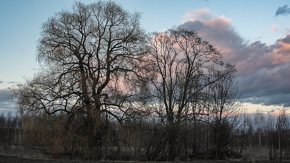 Salix × fragilis (hybrid crack willow) (alternate view 4)