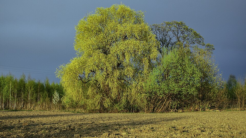 Salix × fragilis (hybrid crack willow) (alternate view 5)