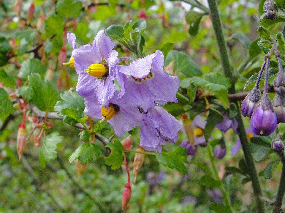 Solanum umbelliferum (bluewitch nightshade) (alternate view 3)