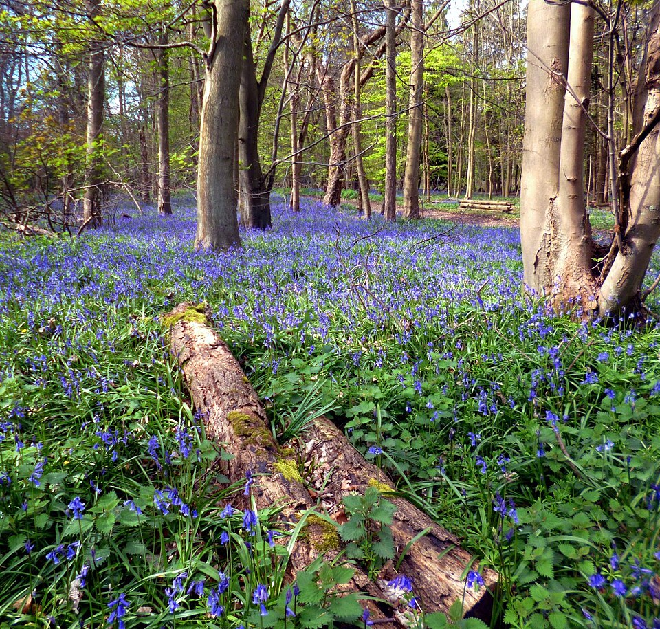 Hyacinthoides (Bluebells) (alternate view 11)