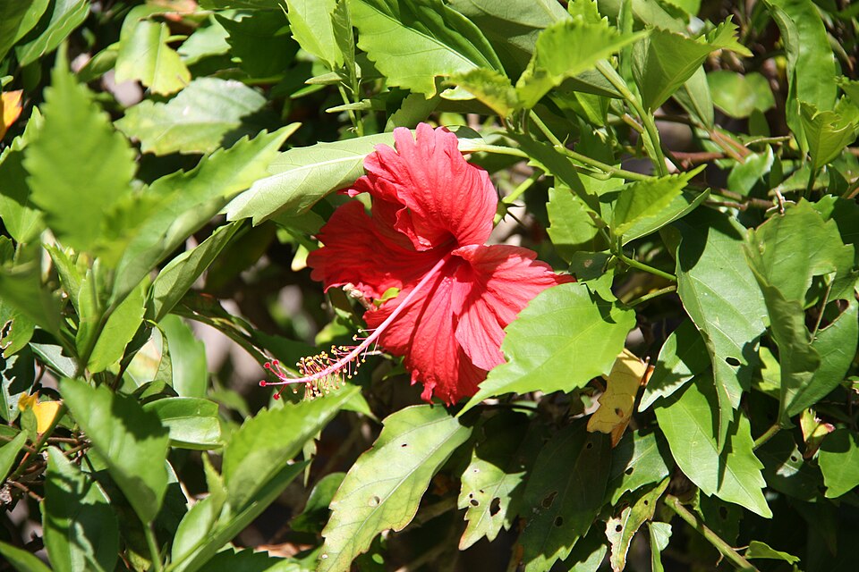 Hibiscus × archeri (Red Hibiscus) (alternate view 7)