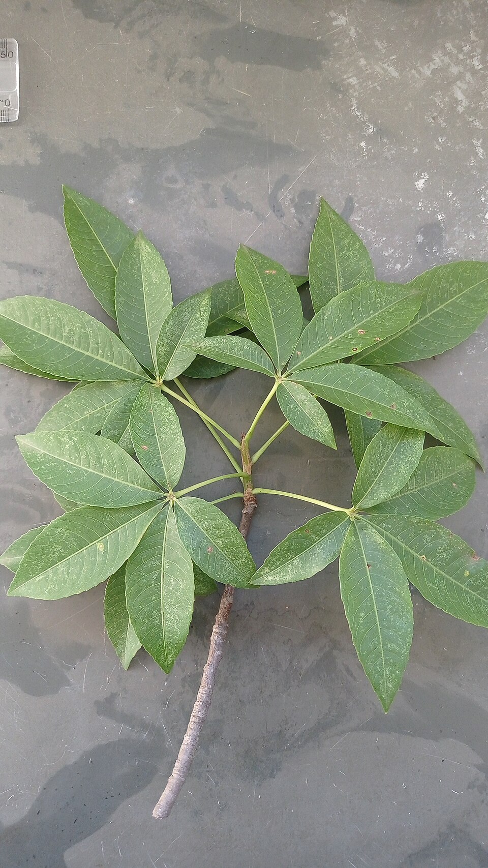 Ceiba
