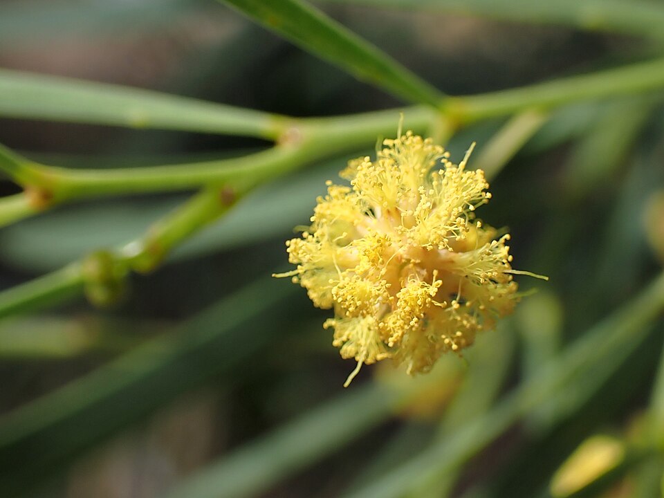 Acacia iteaphylla (Flinders Range Wattle) (alternate view 3)