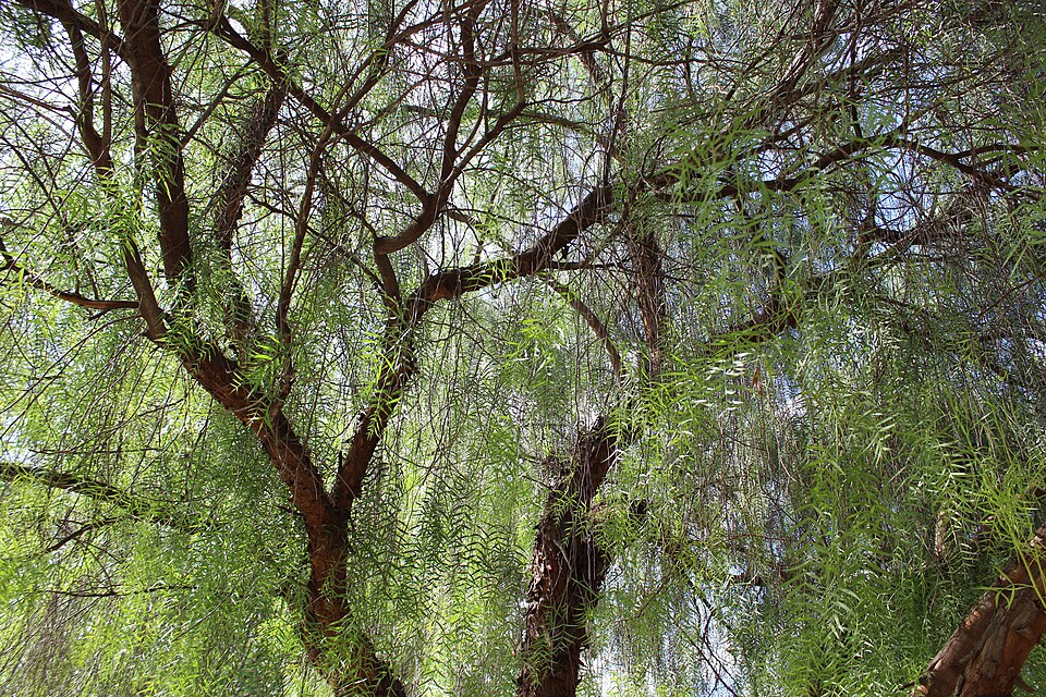 Schinus molle (Peruvian Pepper Tree)