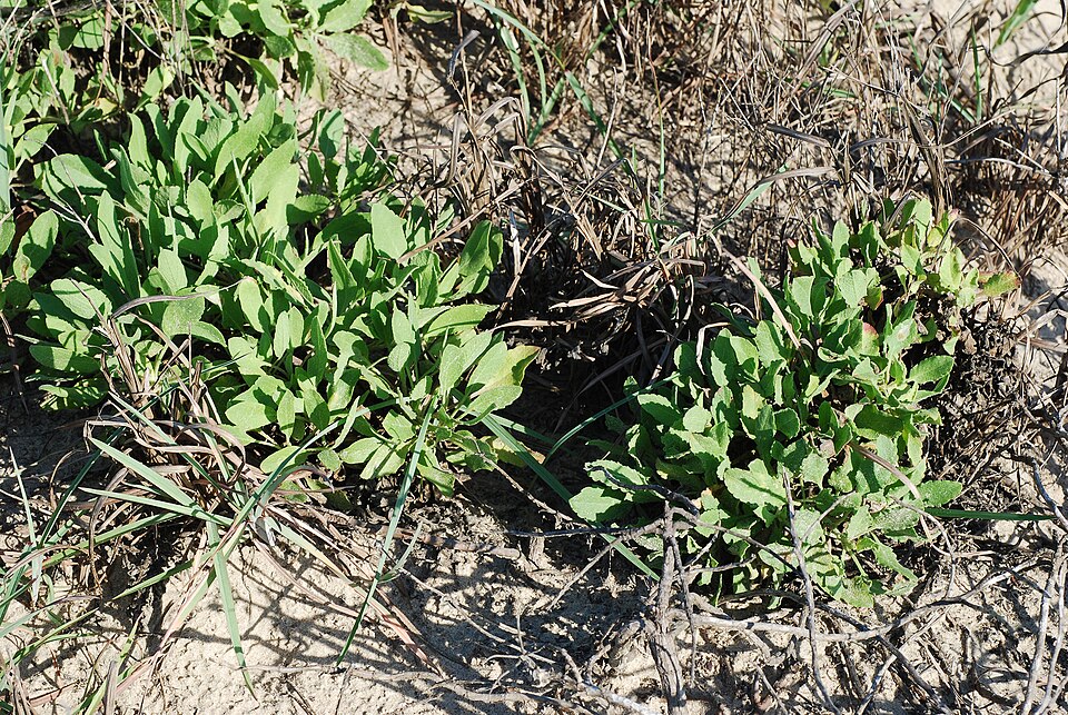 Heterotheca subaxillaris (Camphorweed)