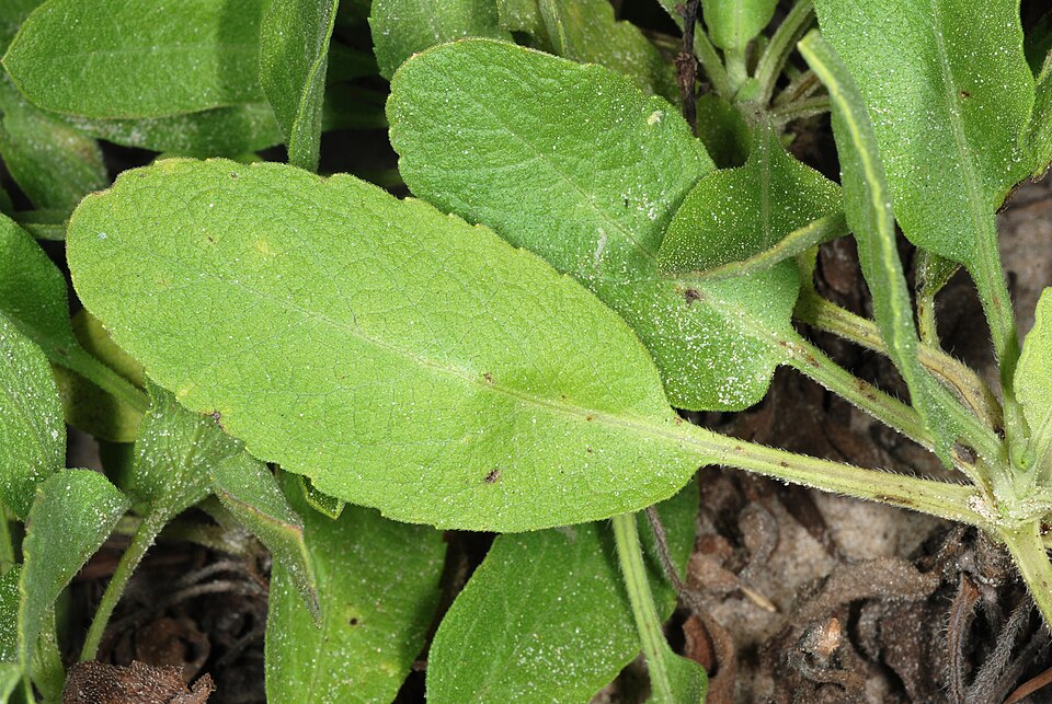 Heterotheca subaxillaris (Camphorweed)