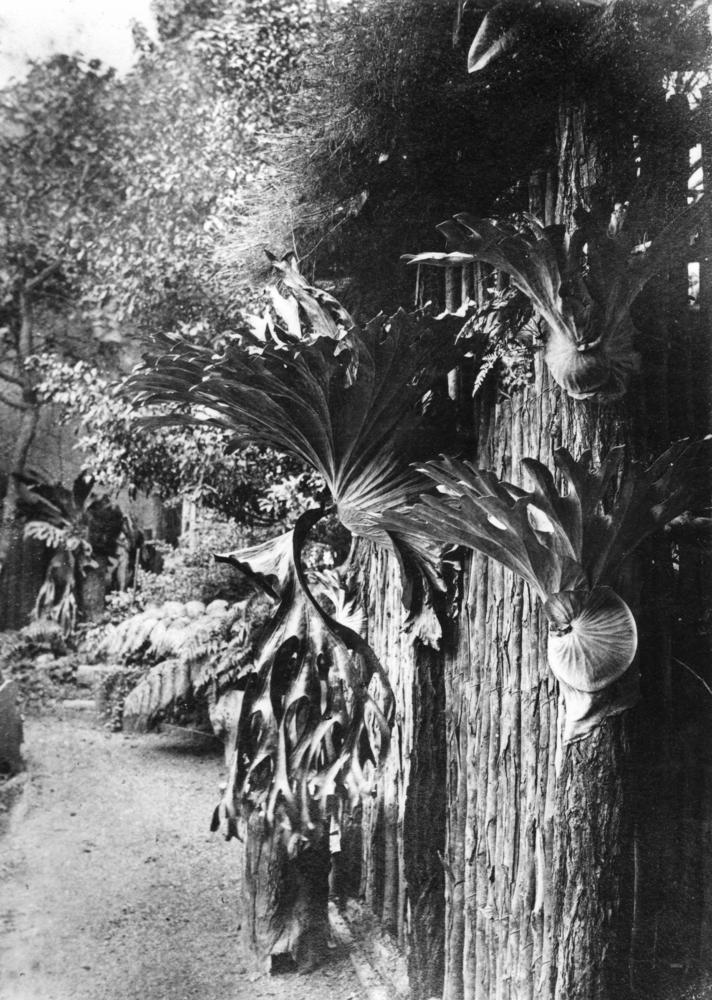 Platycerium (staghorn ferns) (alternate view 2)