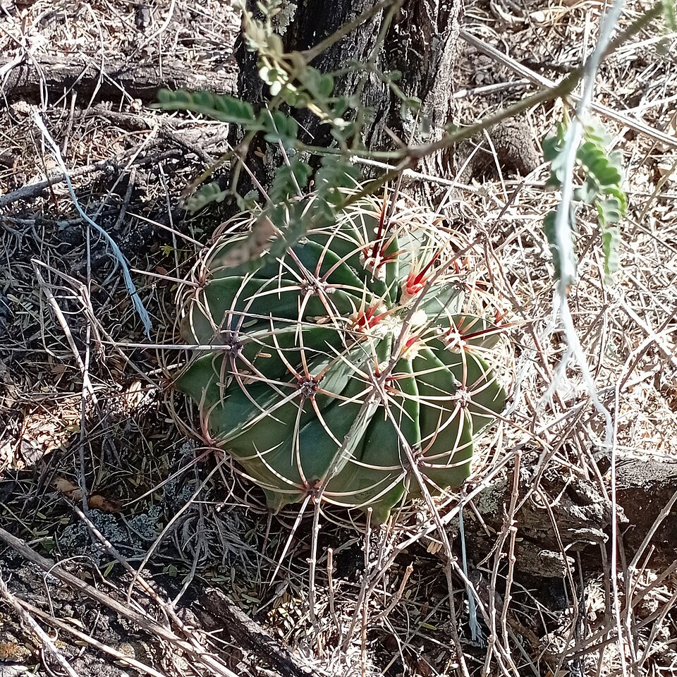 Ferocactus (barrel cactuses) (alternate view 2)