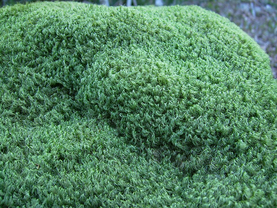 Dicranum scoparium (Broom Forkmoss)