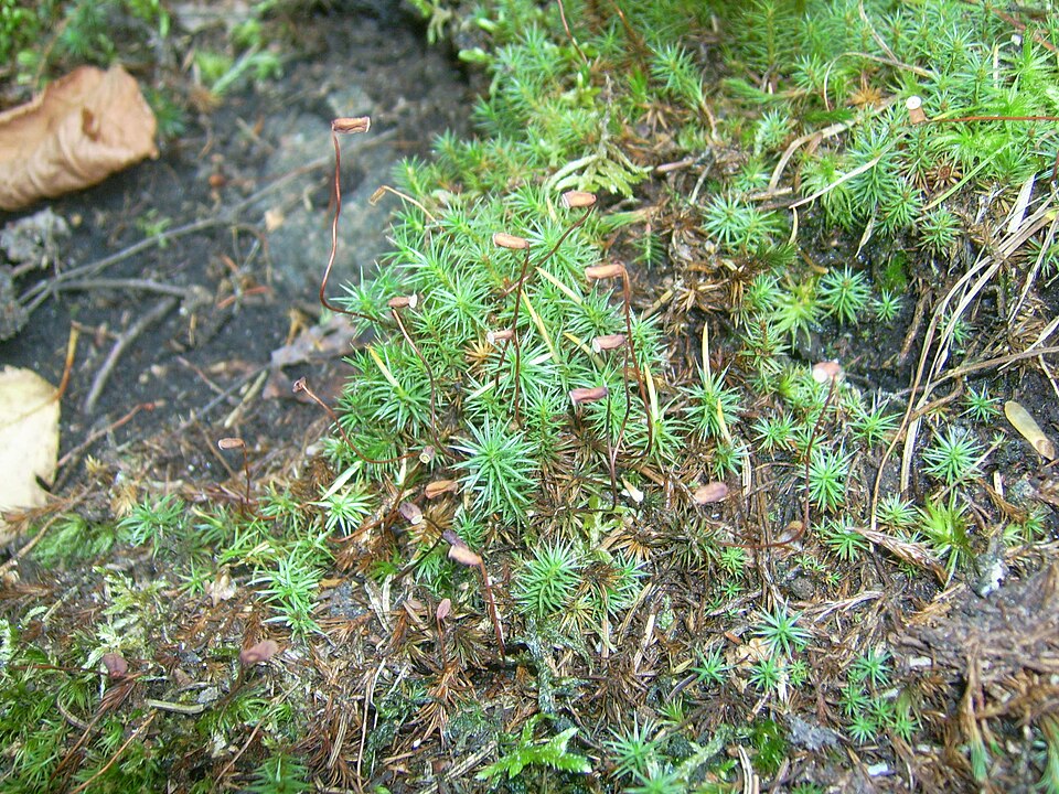 Polytrichum commune (Common Haircap Moss)