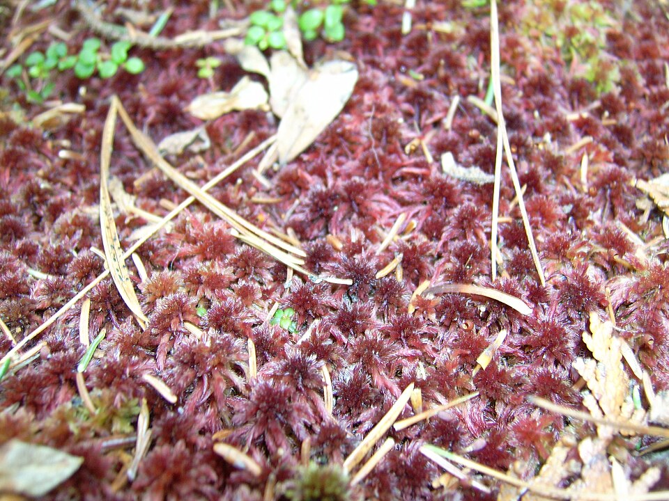 Sphagnum capillifolium (Northern Peatmoss)