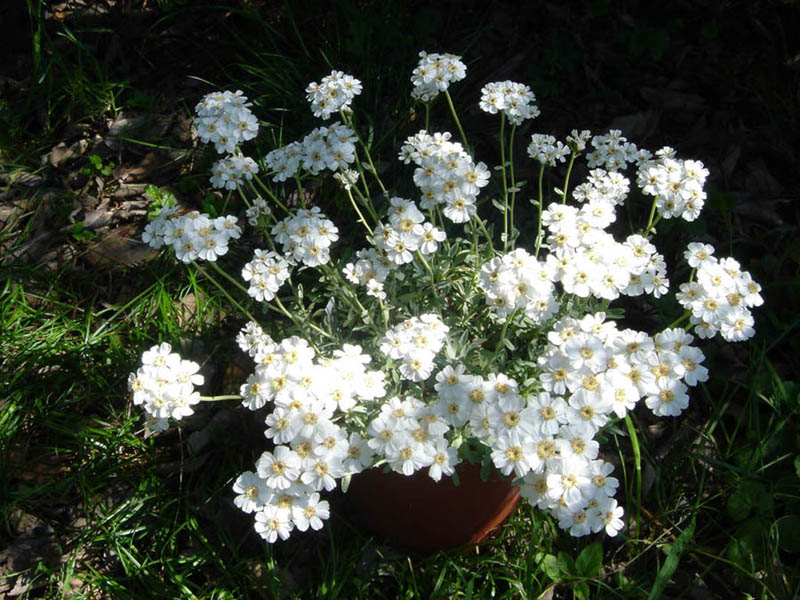 Achillea ageratifolia (Greek Yarrow) (alternate view 7)