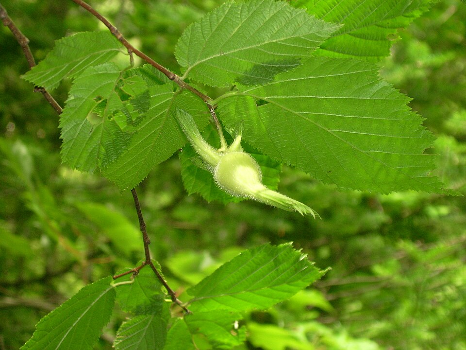 Corylus cornuta (hazel) (alternate view 2)