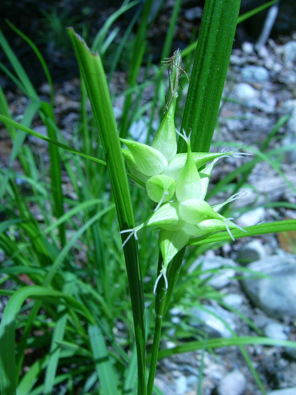 Carex intumescens (bladder sedge) (alternate view 6)