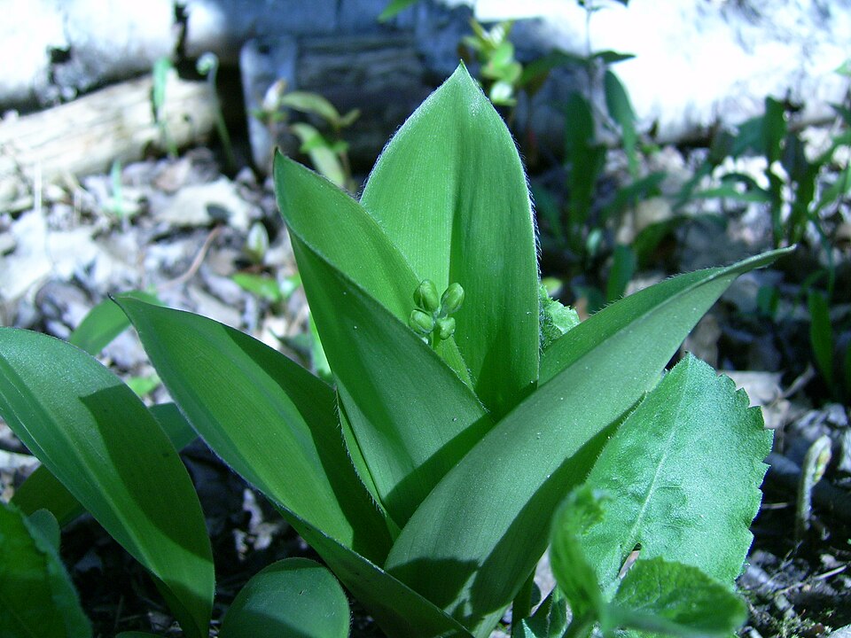 Clintonia borealis (bluebead lily)