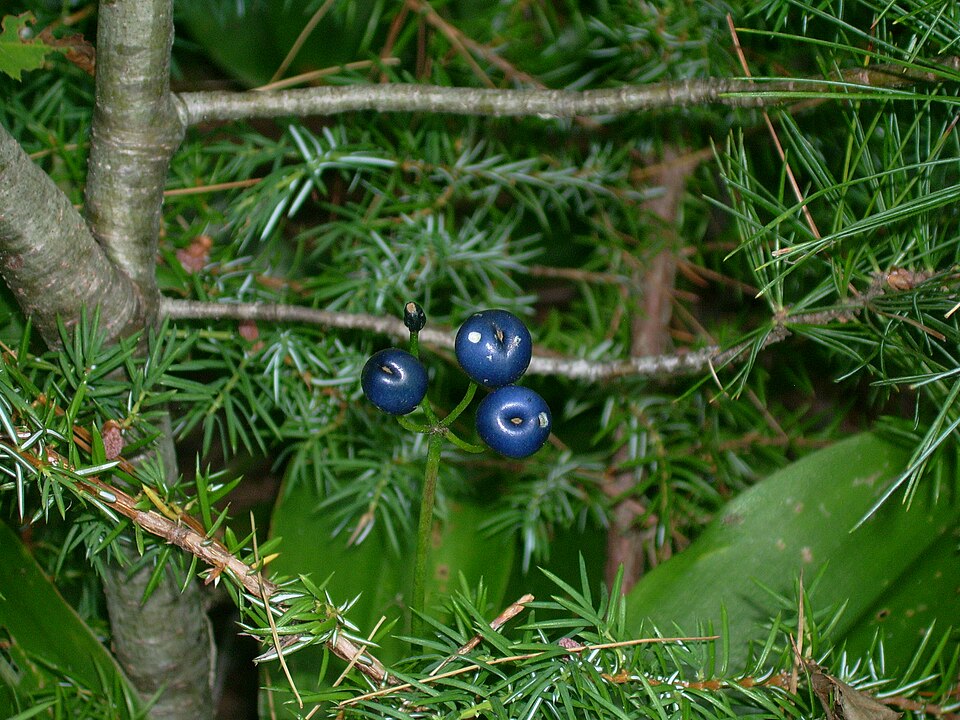 Clintonia borealis (bluebead lily)