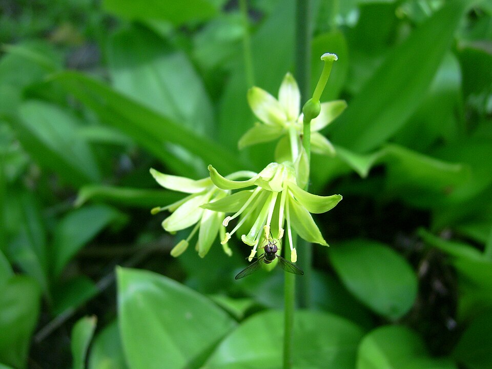 Clintonia borealis (bluebead lily)