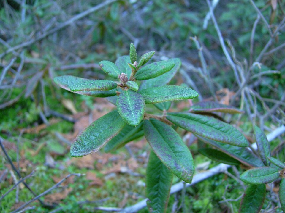 Rhododendron groenlandicum (Labrador Tea) (alternate view 7)