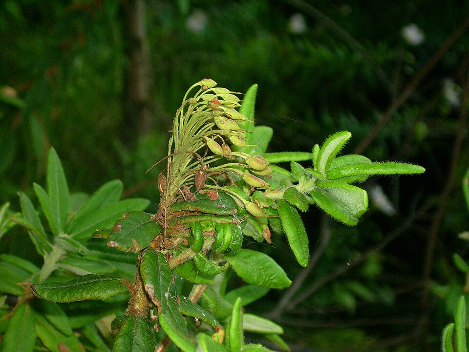 Rhododendron groenlandicum (Labrador Tea) (alternate view 8)