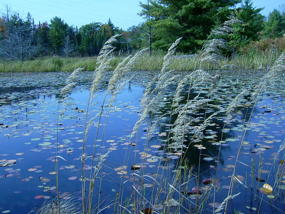Calamagrostis canadensis (bluejoint) (alternate view 6)