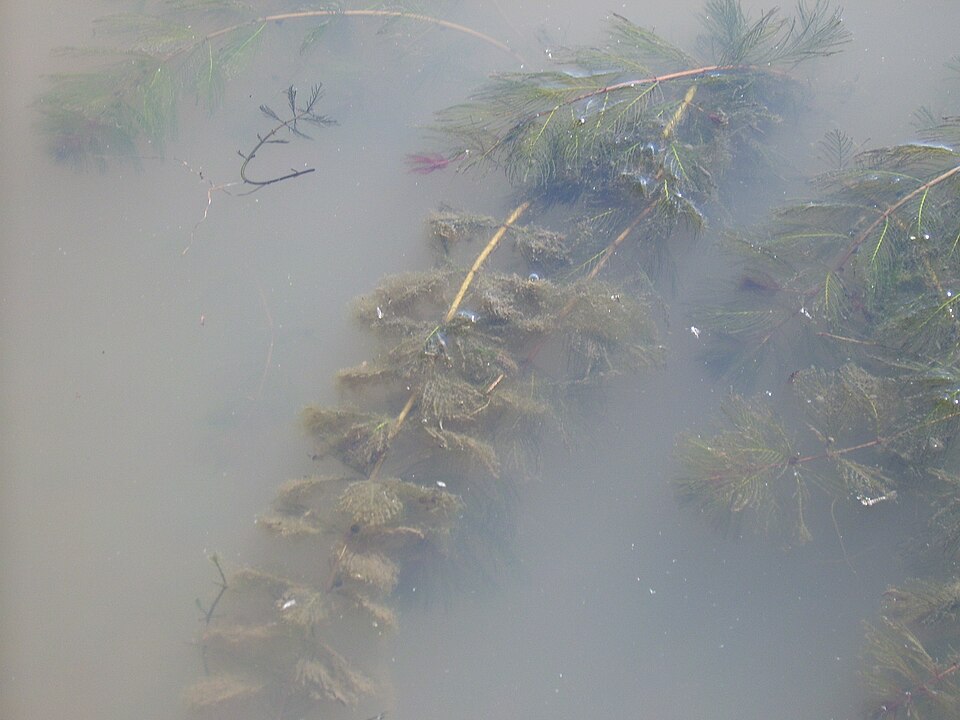 Myriophyllum spicatum (Eurasian watermilfoil) (alternate view 7)
