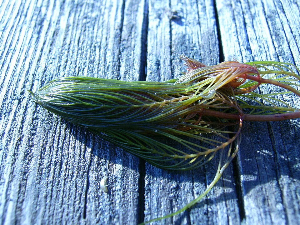 Myriophyllum spicatum (Eurasian watermilfoil) (alternate view 8)