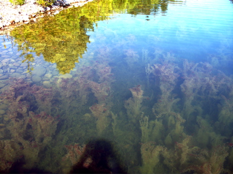 Myriophyllum spicatum (Eurasian watermilfoil) (alternate view 9)