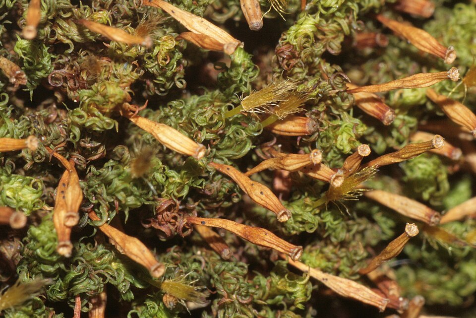 Ulota crispa (crisped pincushion) (alternate view 6)