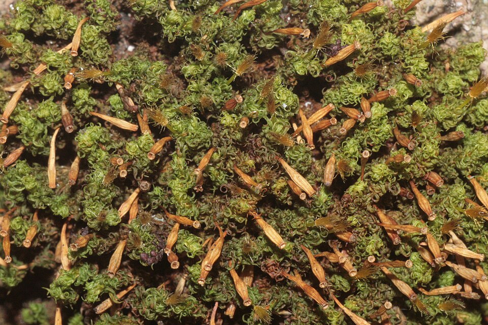 Ulota crispa (crisped pincushion) (alternate view 7)