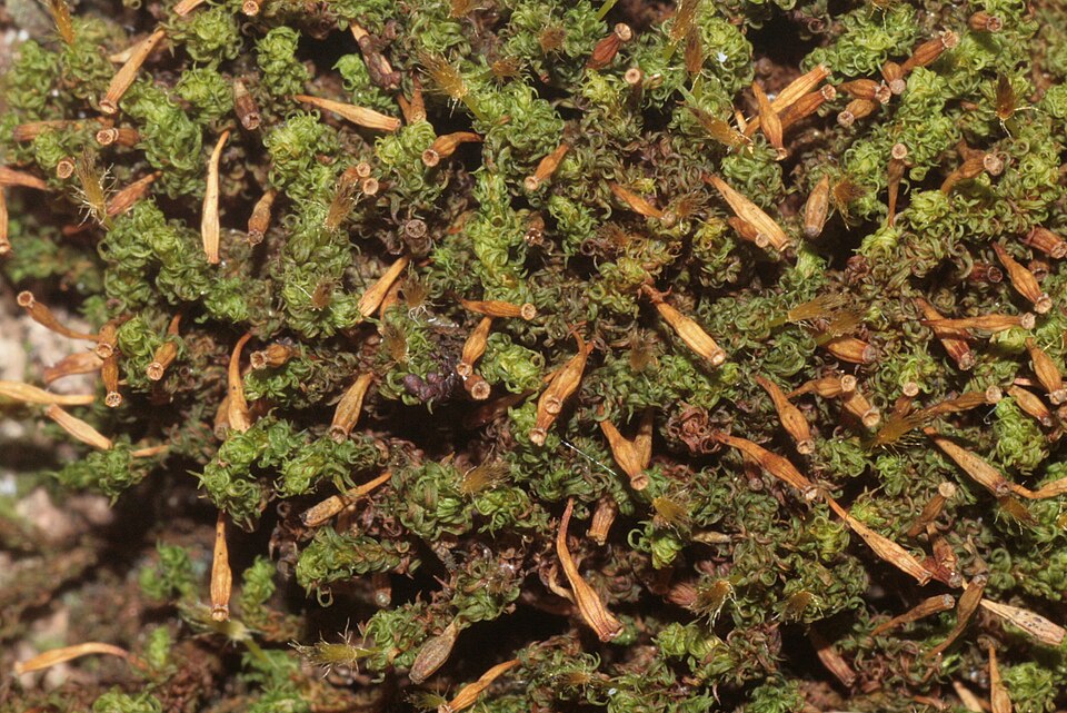 Ulota crispa (crisped pincushion) (alternate view 8)