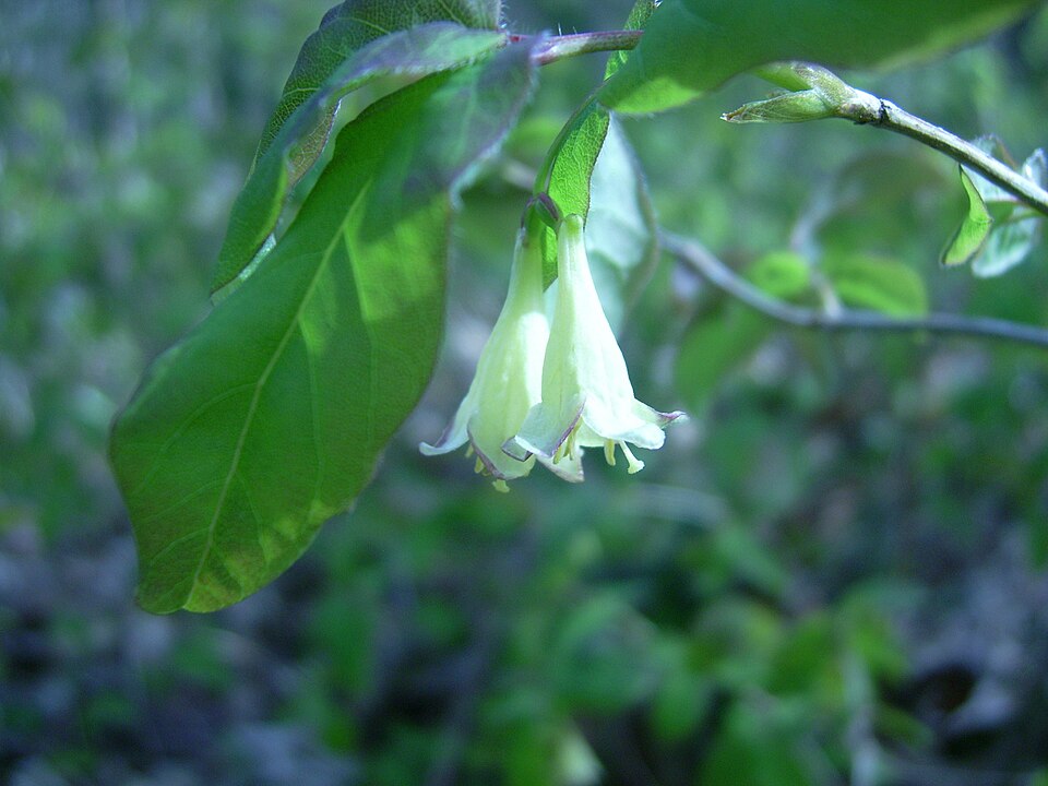 Lonicera canadensis (American fly-honeysuckle) (alternate view 6)