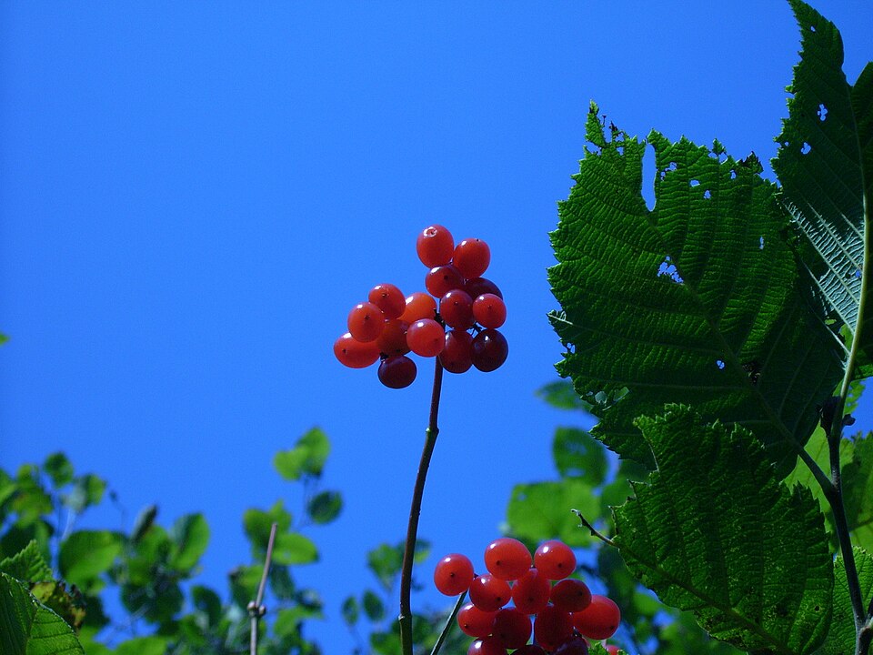 Viburnum opulus var. americanum (American cranberry bush) (alternate view 6)
