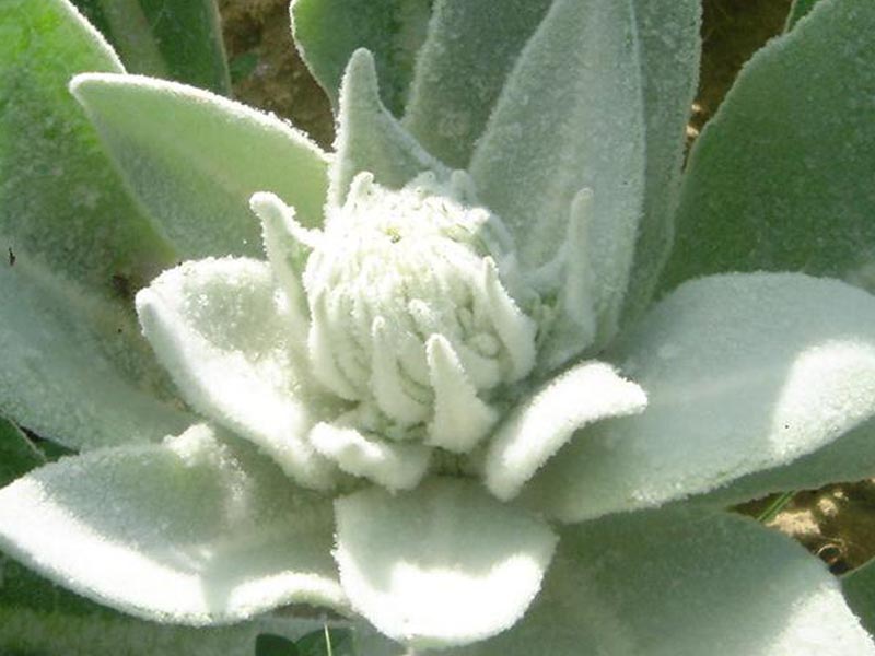 Verbascum bombyciferum (white felted mullein) (alternate view 8)